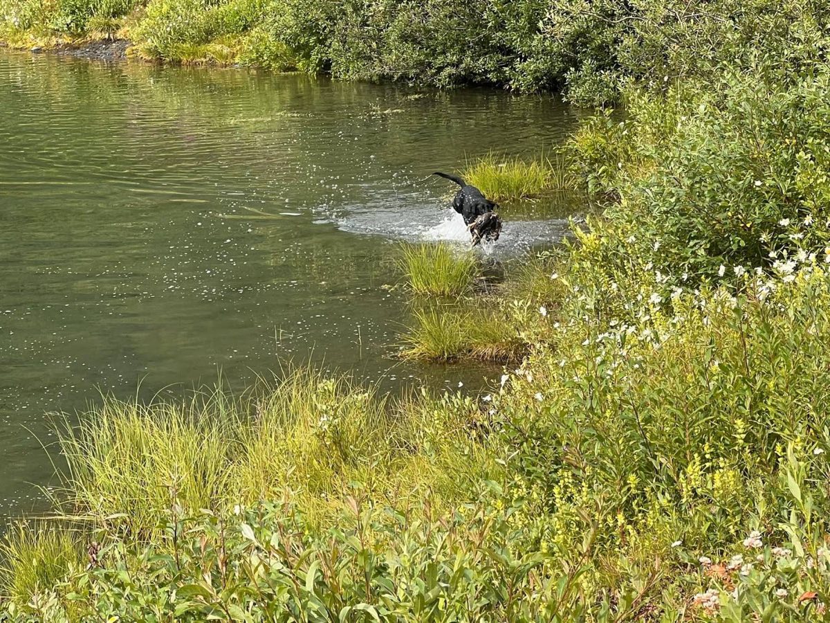 A black Labrador surging out of the water with a bird, pushing through the grass at the bank