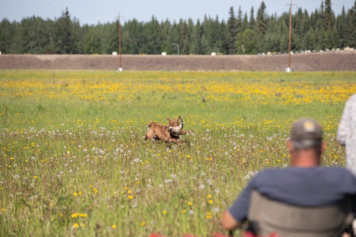 A Chesapeake Bay Retriever running through a dandelion field carrying a bird, with the Moose Creek Dam levee on the horizon