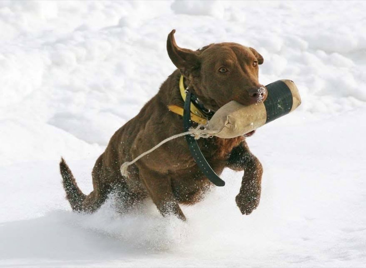 A chocolate Chesapeake Bay Retriever bounding through deep snow with a training bumper in its mouth