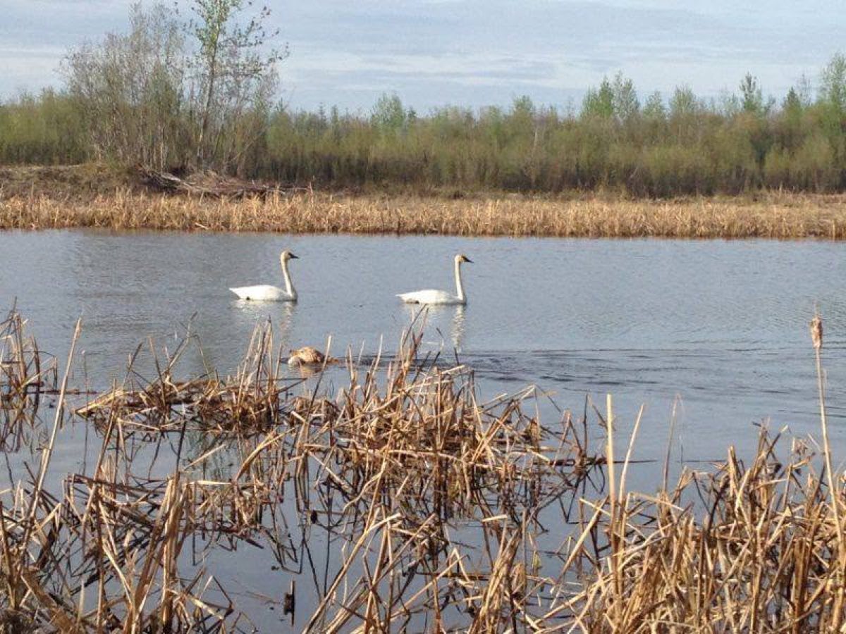 Two swans swimming on open water beyond a stand of dry cattails