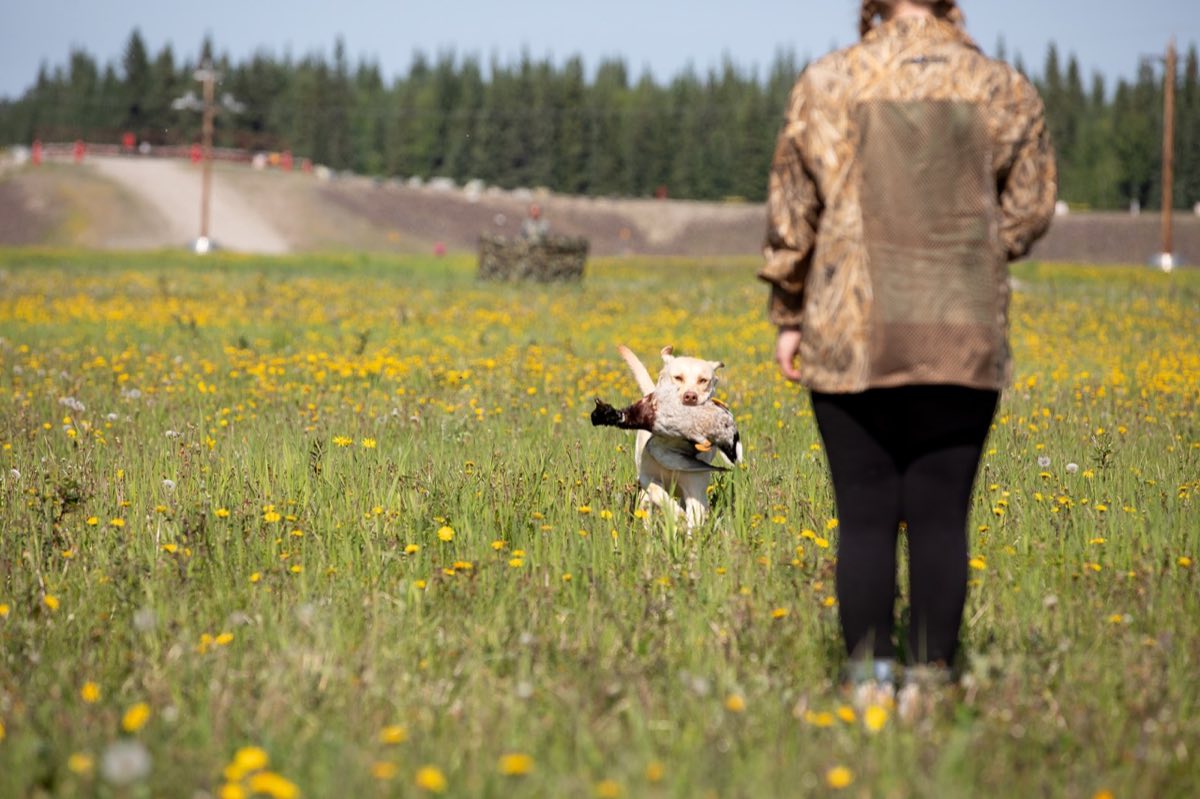 A yellow Labrador running back through a field of dandelions carrying a duck, with its handler waiting in the foreground